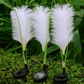 Set 2 Lampi Solare Decorative tip Iarba Pampas cu LED M374-22, 70cm, lumina calda, IP66